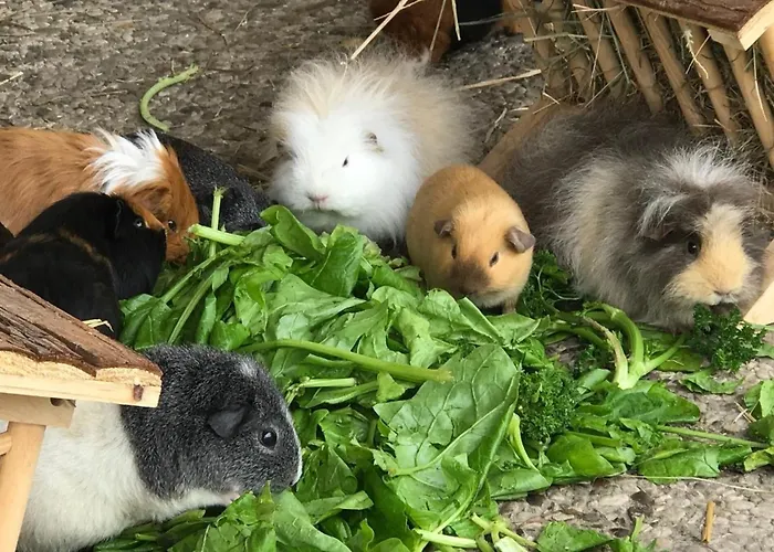 Gartenhaus 2, Inkl 1 Parkplatz 度假居